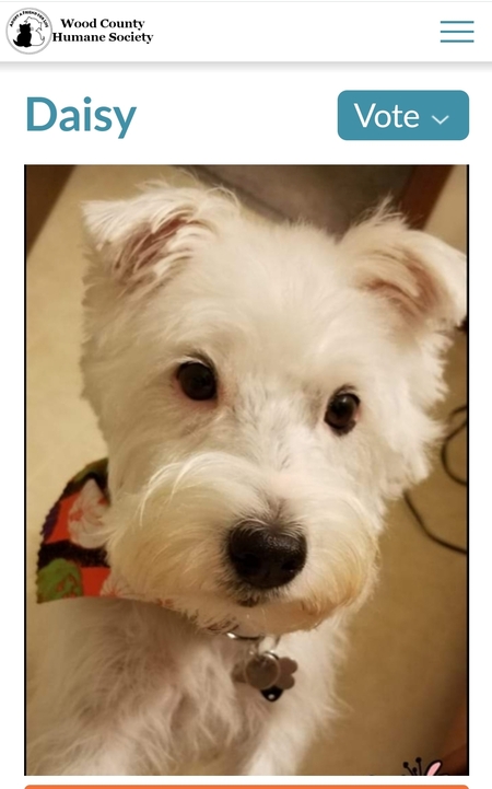 Daisy