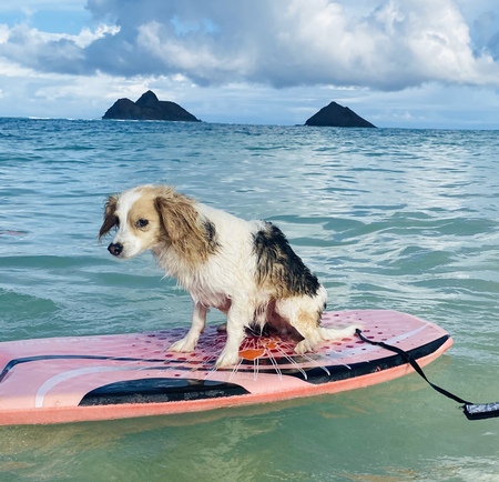 Entry image for Skippy . Clicking this image will show a larger photo