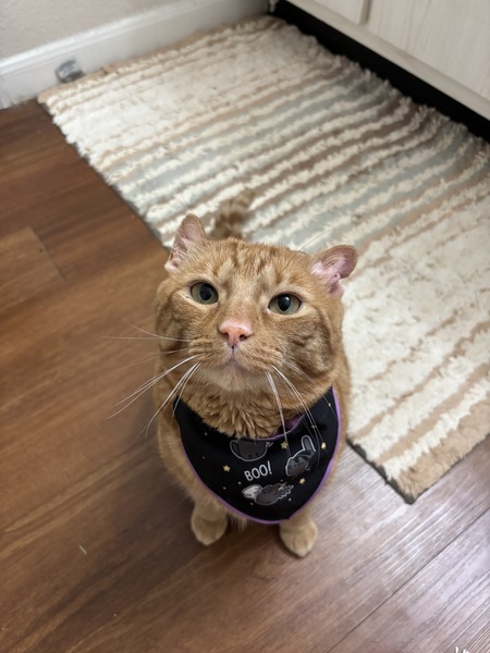Entry image for Tuna Catastrophe. Clicking this image will show a larger photo