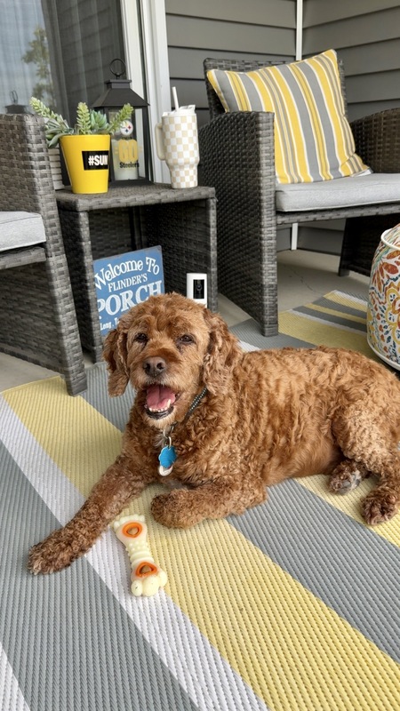Entry image for Benji. Clicking this image will show a larger photo