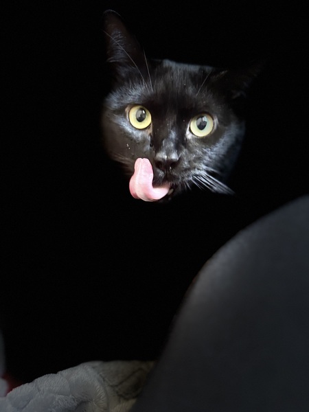 Entry image for Ozzy . Clicking this image will show a larger photo