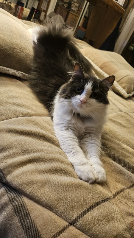 Entry image for Fluffy Cat. Clicking this image will show a larger photo