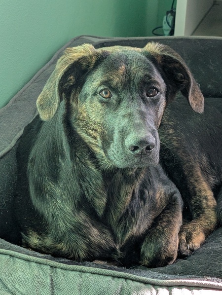 Entry image for Dusty . Clicking this image will show a larger photo