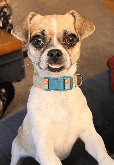 Pretzel
