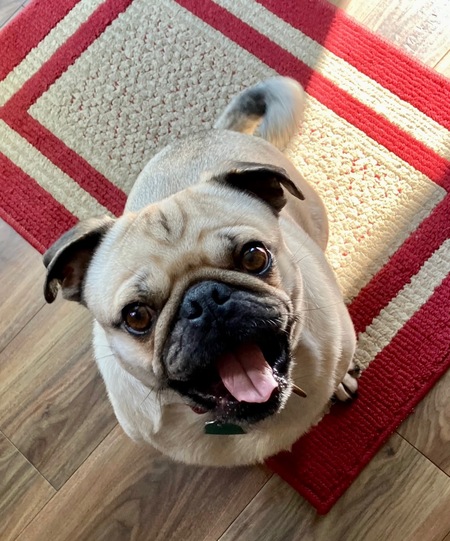 Edgar Allen Pug