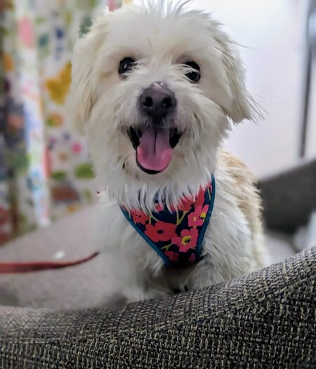 Basil