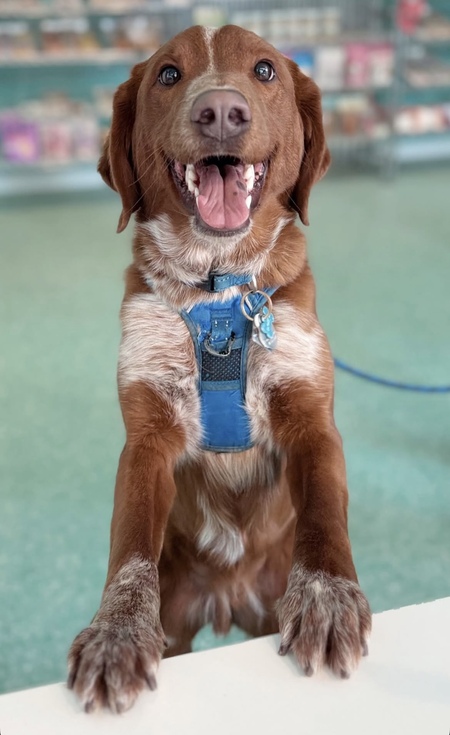 Duke