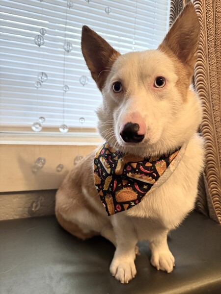Archie