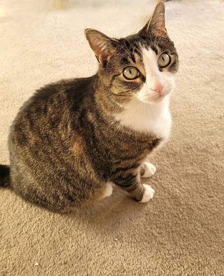 Sox