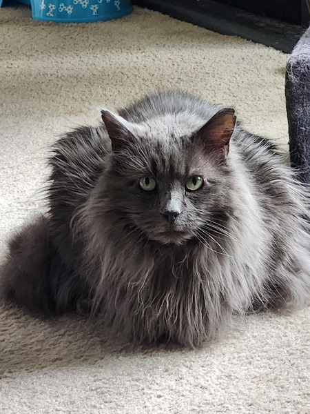 Dusty