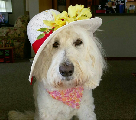 Entry image for Miss Mellie. Clicking this image will show a larger photo