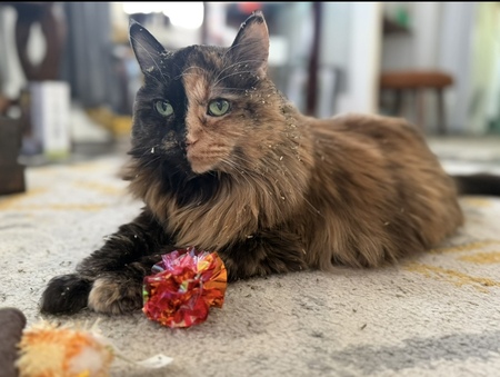 Lelah