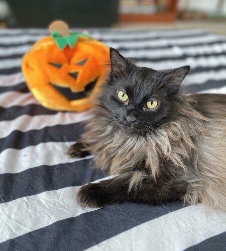 Georgie