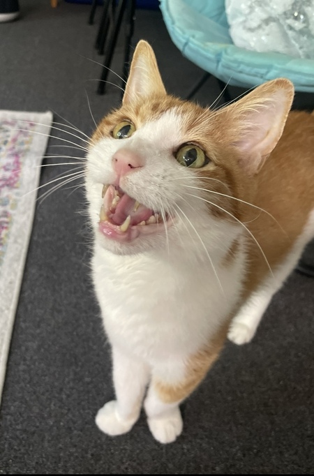 Opie
