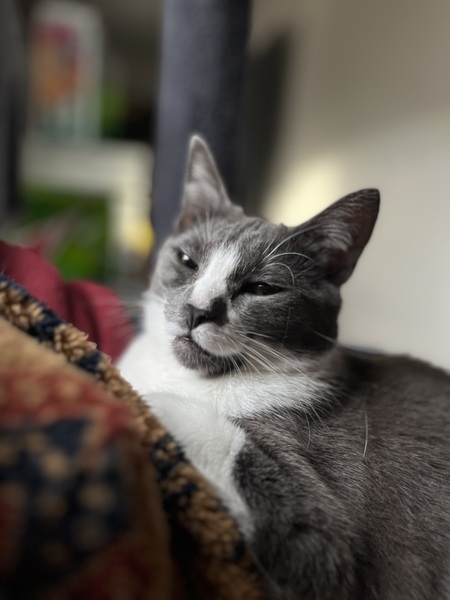 Phoebe