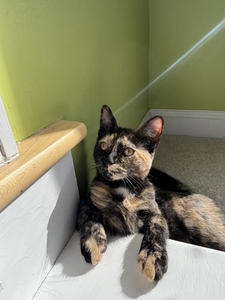 Bella