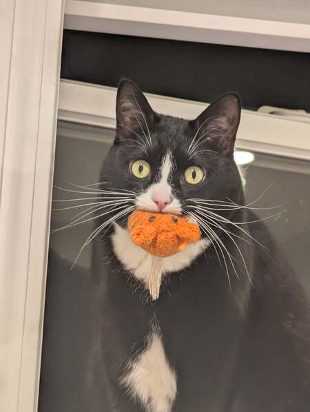 Mowgli