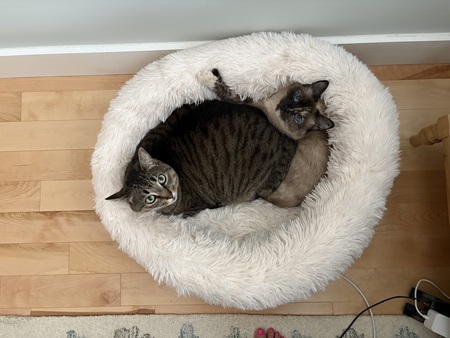 Moose & Chubbs