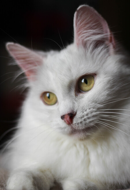 Francie
