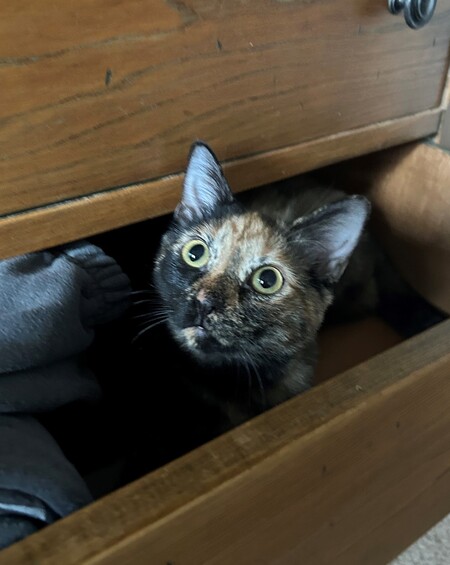 Arugula