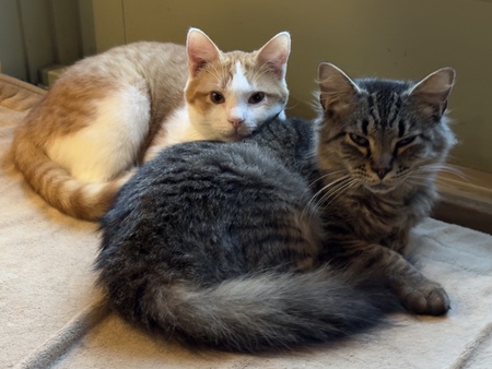 Alexi (Navolny), and Billy (Strings)