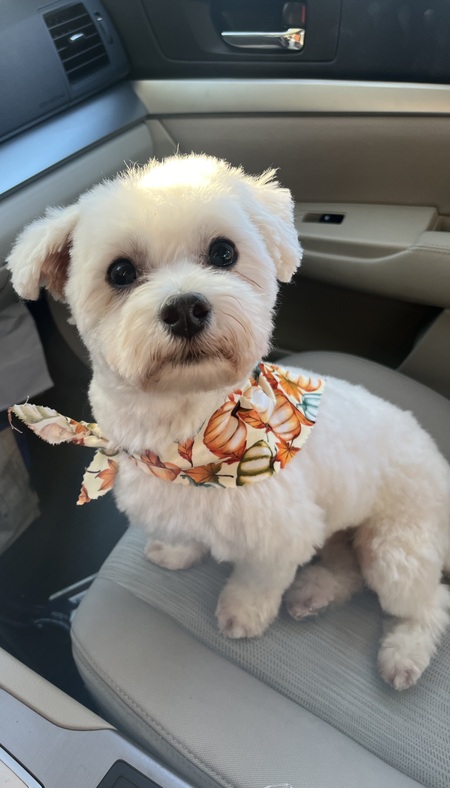 Phoebe