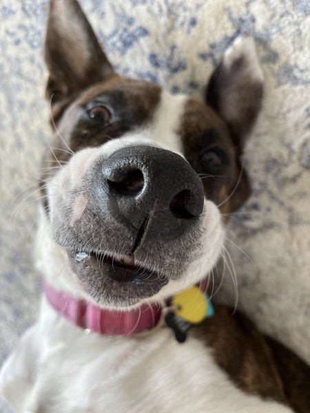 Gracie