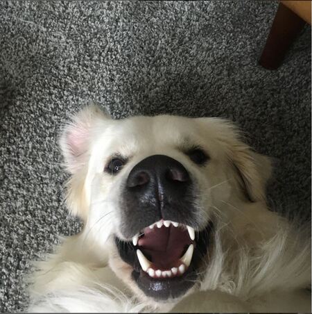 Butter