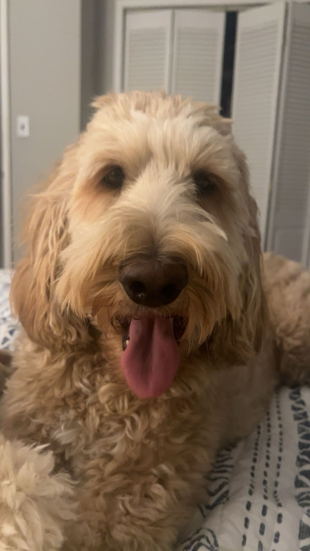 Chalupa