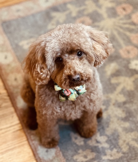 Tobi