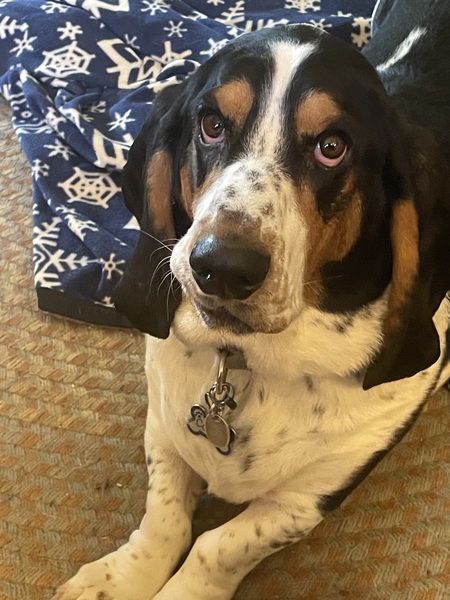 Cooper
