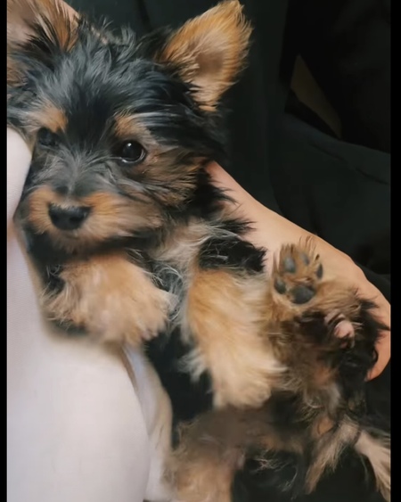 Tater Tot