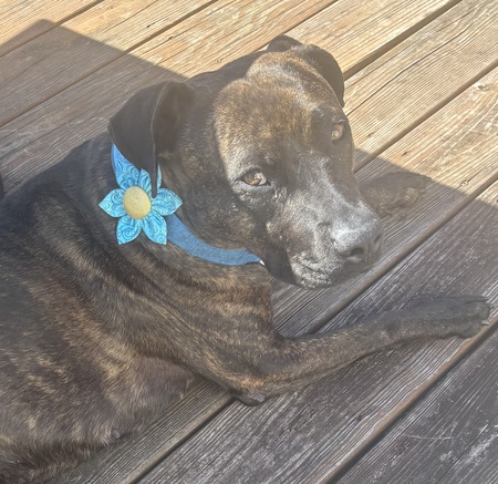 Bella