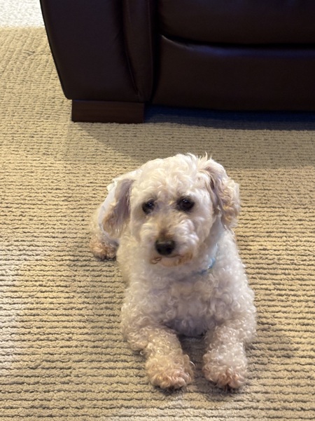 Artie