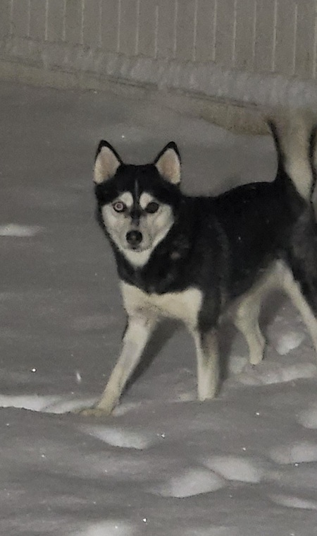Lyla
