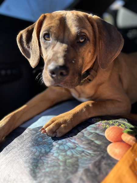 Gus
