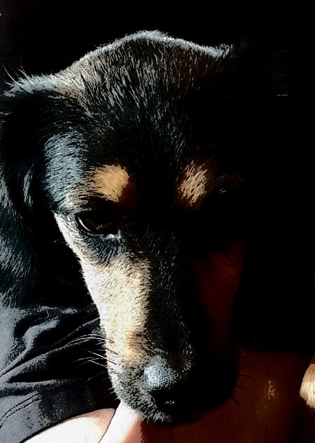 Tess
