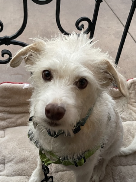 Griffen aka previously known as axel