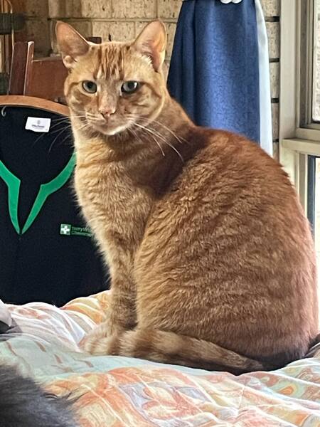 Marmalade