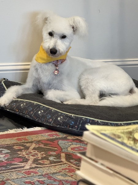 Dolly
