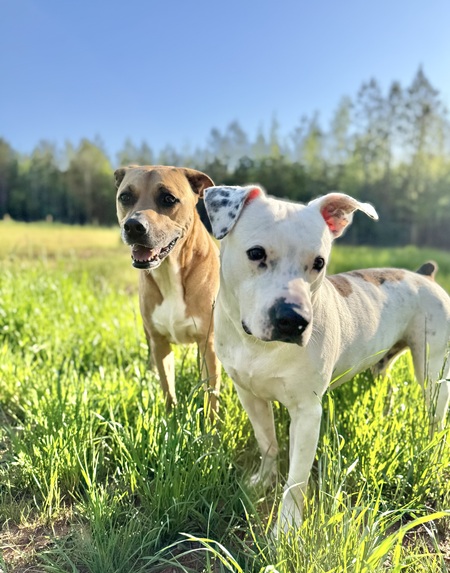 Oakley and Ozzie