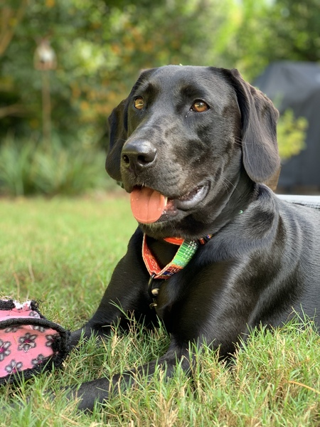 Macy (Laurel)