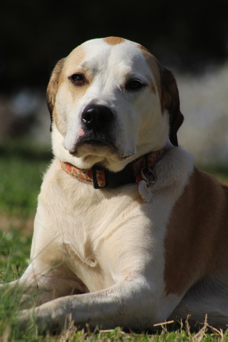 Nala