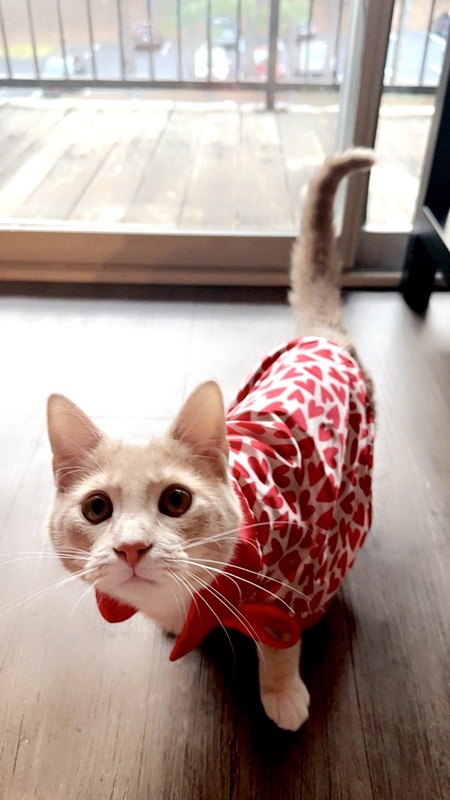 Paris Penelope (Peanuts, PP)