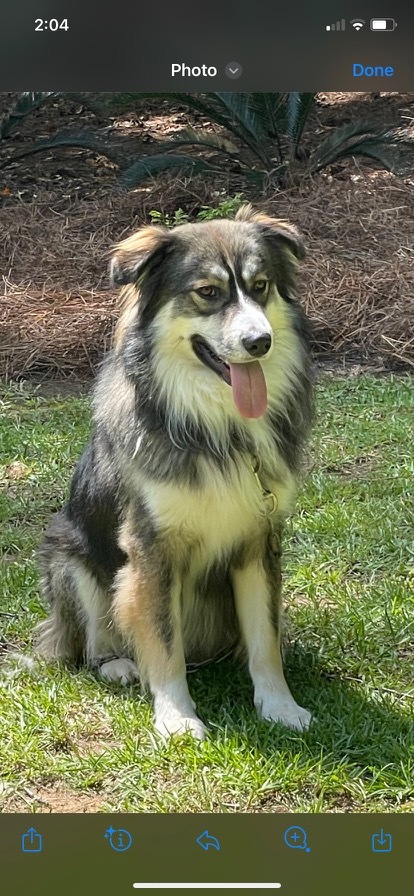 Koa
