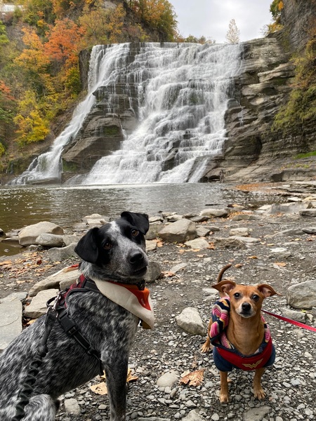 Tulip and Aspen