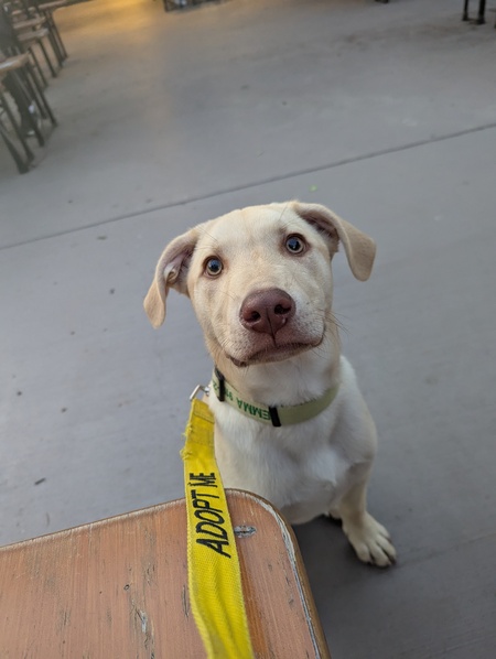 Bosco