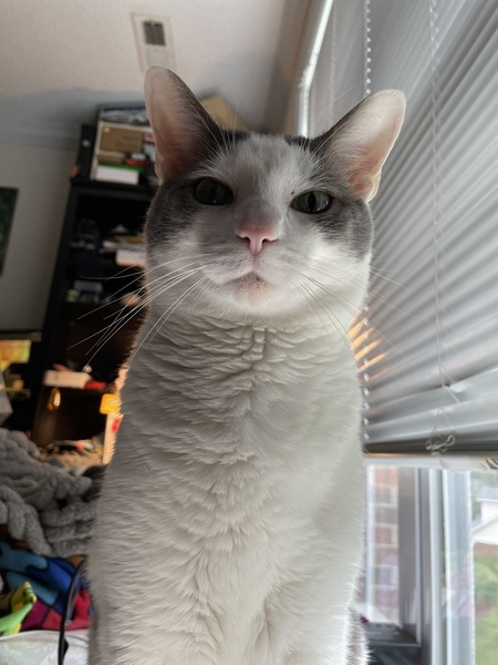 Eli
