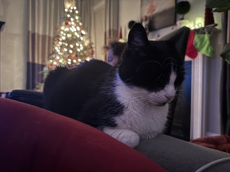 Kitty Boy