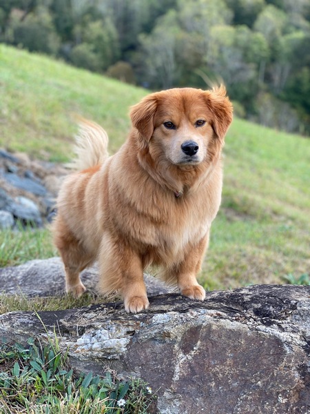 Ginger